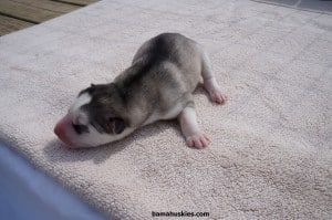 ambers grey female 2