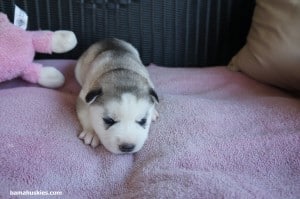 amber grey female 2-1