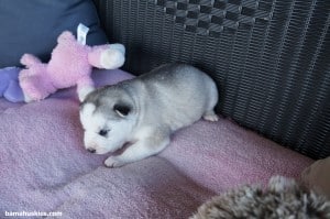 amber grey female female 1-2