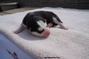 ambers black and white male