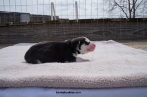 black and white male husky puppy