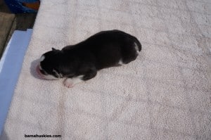 ambers female black and white puppy pic 2