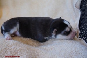 black and white siberian husky puppy