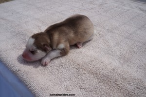 coper female husky puppy