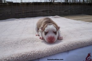 copper female husky pic 2