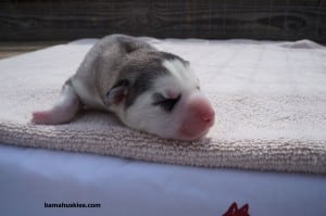 ambers female grey and white husky puppy