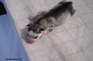 ambers female grey and white puppy 2