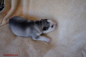 female grey husky puppy