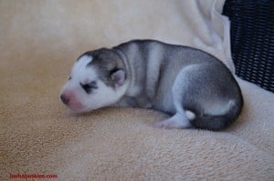 grey husky puppy