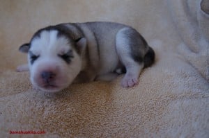 grey and white husky puppy