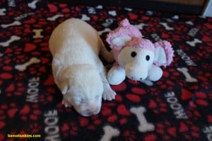 Jordans female puppy