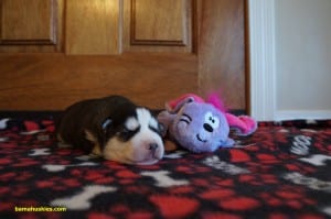 Jordans male husky puppy