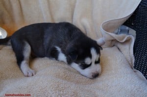 black and whire husky male