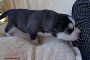 black and white husky puppy