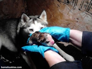 newborn Siberian husky from an Alabama husky breeder