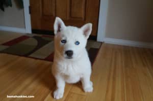 white husky puppy