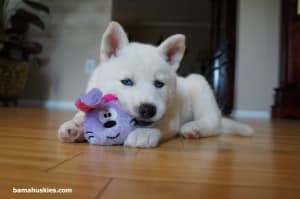 blue eyed white siberian husky puppy