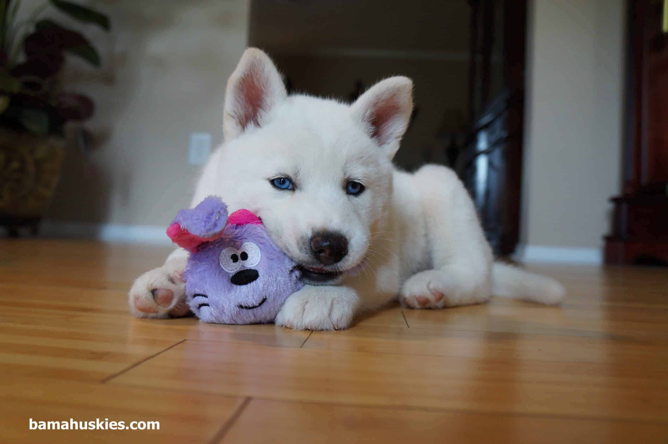 White Husky Puppy For Sale - Siberian Husky Puppies For Sale
