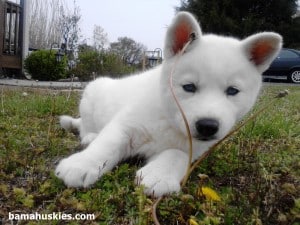 white husky outside in the yard