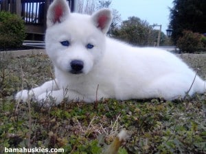 white husky puppy laying in the grass