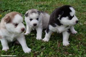 ambers puppies 4