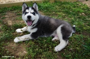 black and white husky 1