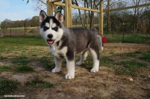 black and white husky 2