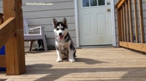 black and white male husky