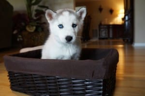grey and white husky in a basket
