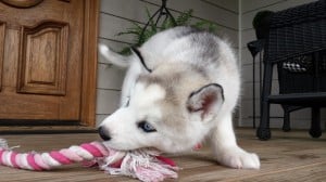 grey and white husky puppy