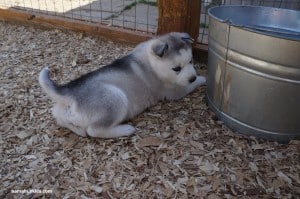 grey husky 1-3