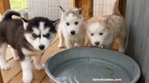 husky puppies drinking water
