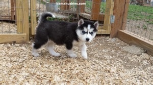 husky puppy 