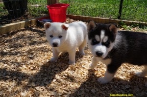 2 husky puppies with blue eyes