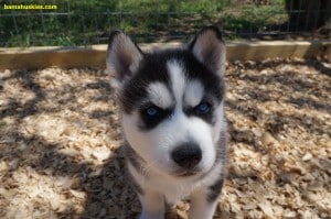black and white husky puppy