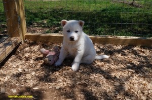 white husky puppy