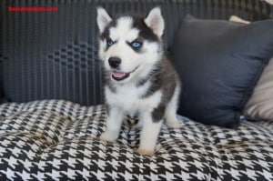 black and white husky puppy