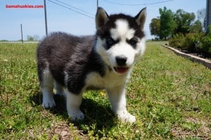 husky puppy for sale