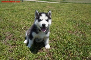 husky puppy