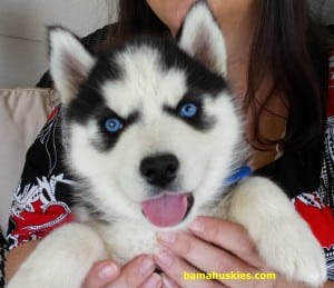blue eyed husky