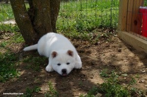 white husky 1