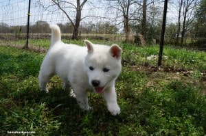 white husky 2