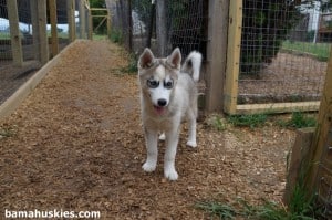 grey and white husky puppy