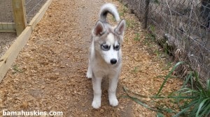 grey and white female husky puppy