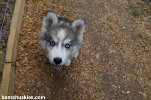 husky puppy blue eyes