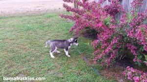 husky puppy
