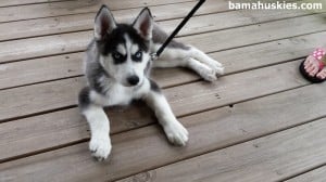 black and white husky puppy