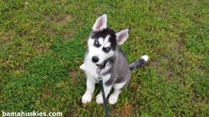 Husky puppies sleeping