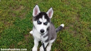 black and white husky puppy