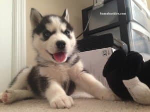 Black and white husky puppy